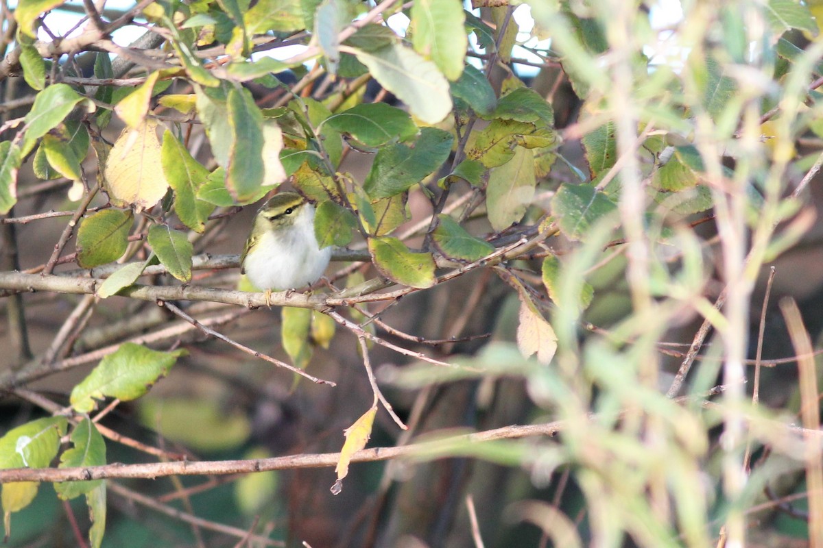 Pallas's Leaf Warbler - ML242725131