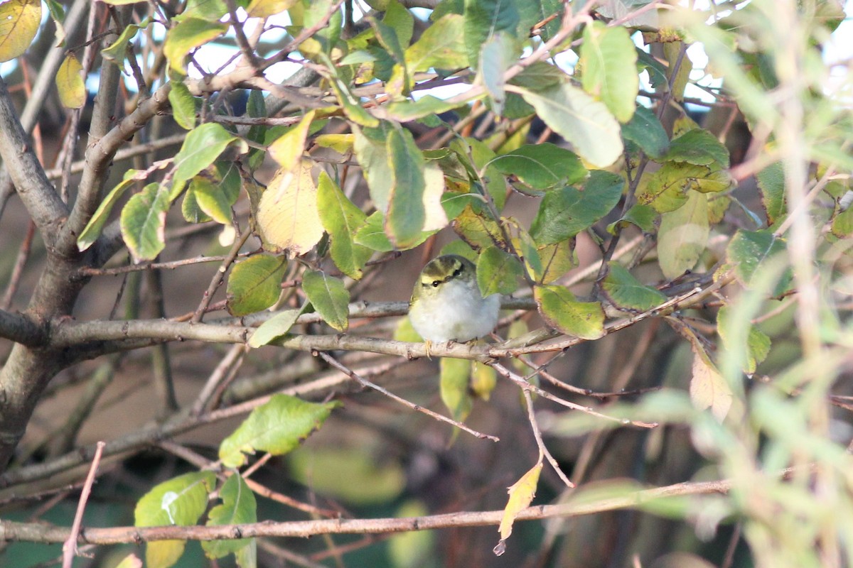 Pallas's Leaf Warbler - Nárgila Moura