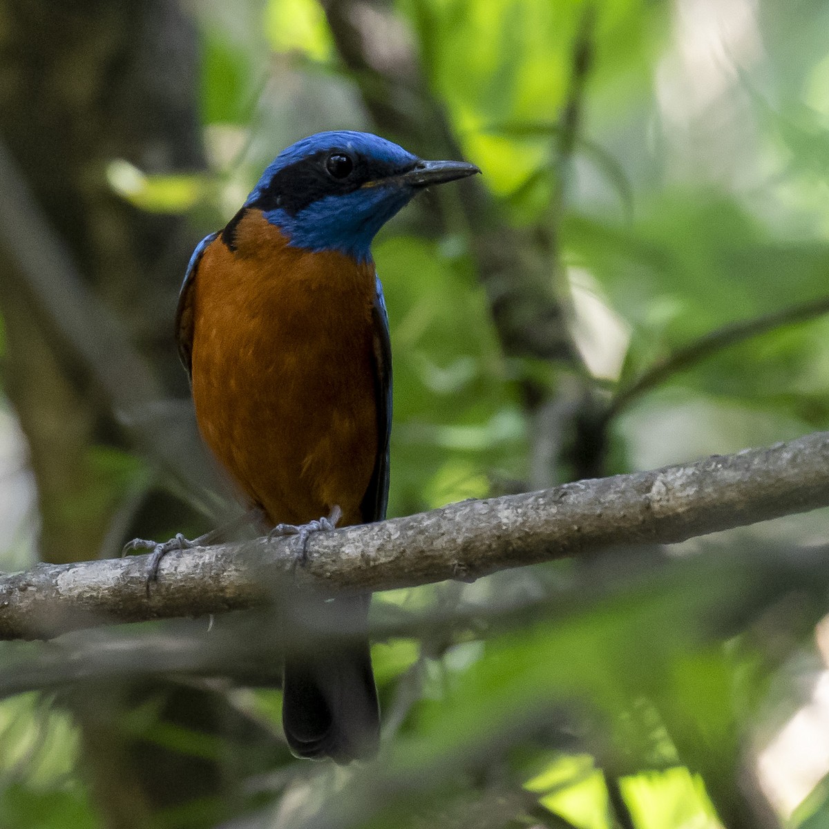 Blue-capped Rock-Thrush - ML242725811