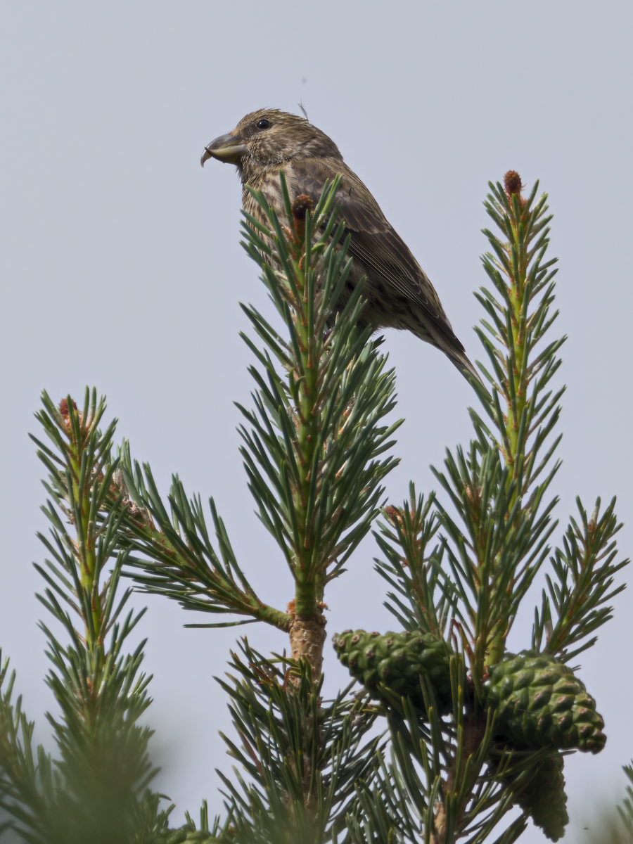 Red Crossbill - ML242726231