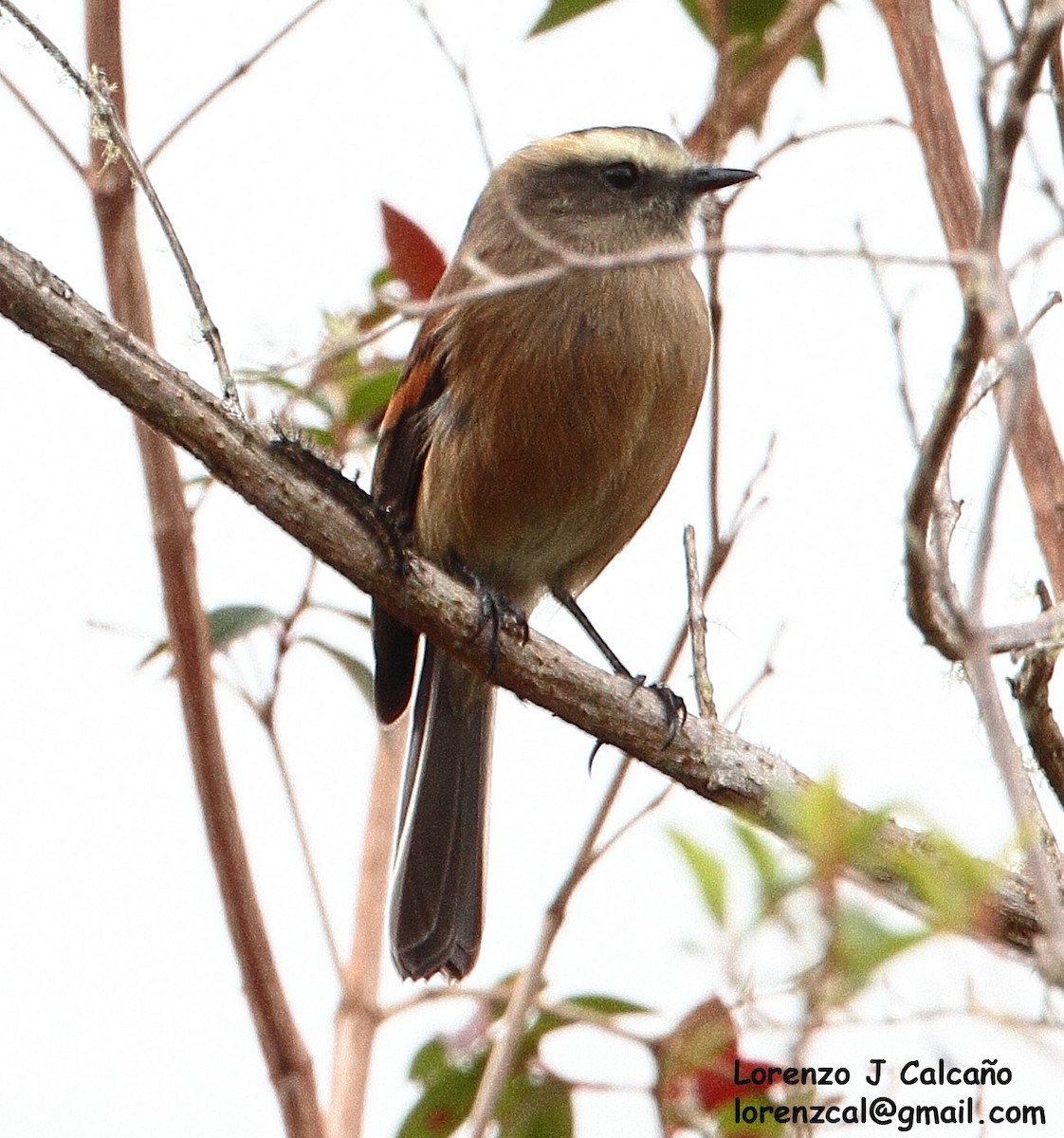 Brown-backed Chat-Tyrant - ML242726471