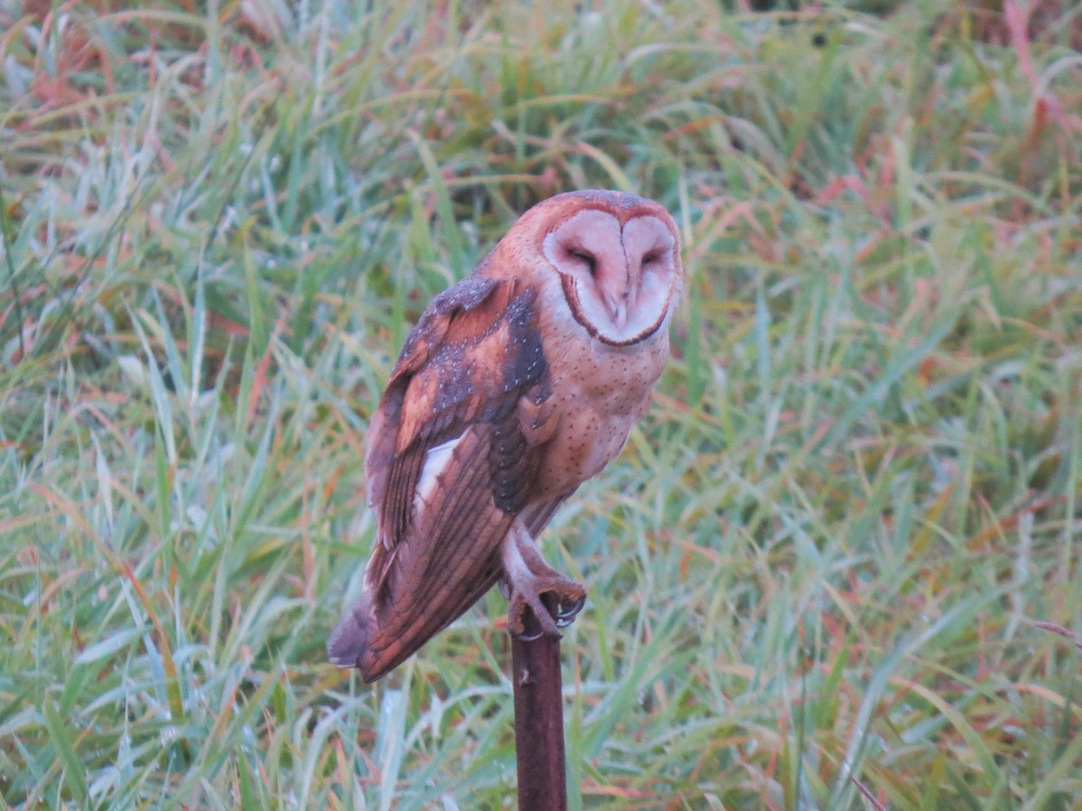 Barn Owl - ML24272651