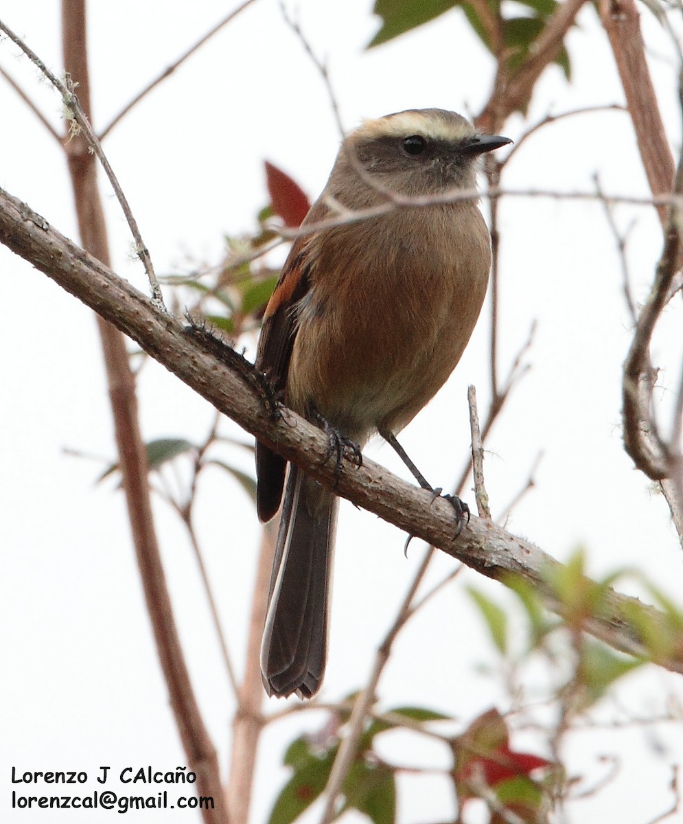 Brown-backed Chat-Tyrant - ML242726511