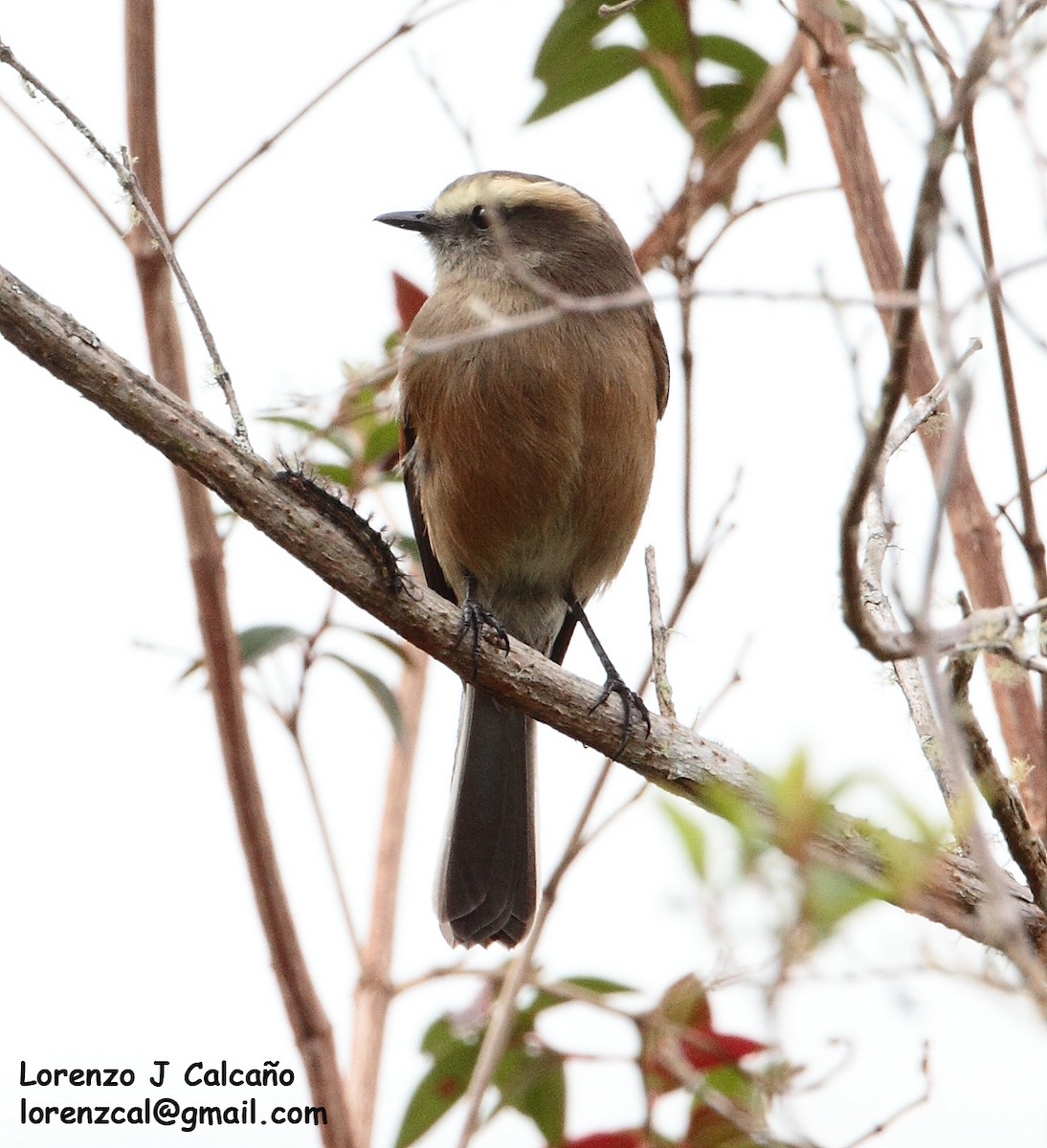 Brown-backed Chat-Tyrant - ML242726521