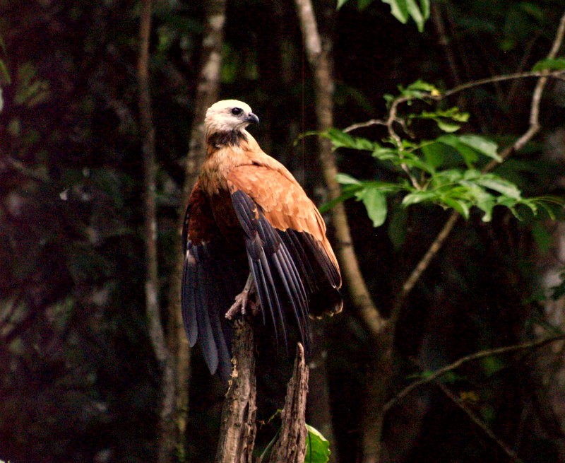 Black-collared Hawk - Otto Valerio   Amazonas Birding