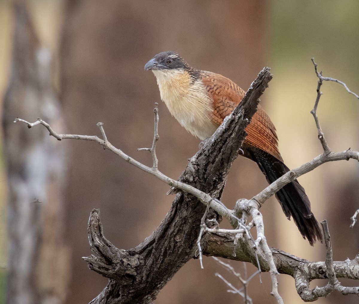 White-browed Coucal (Burchell's) - ML242726771