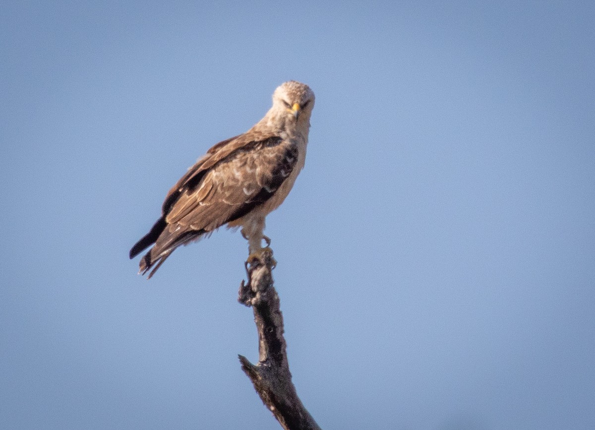 Wahlberg's Eagle - ML242726991