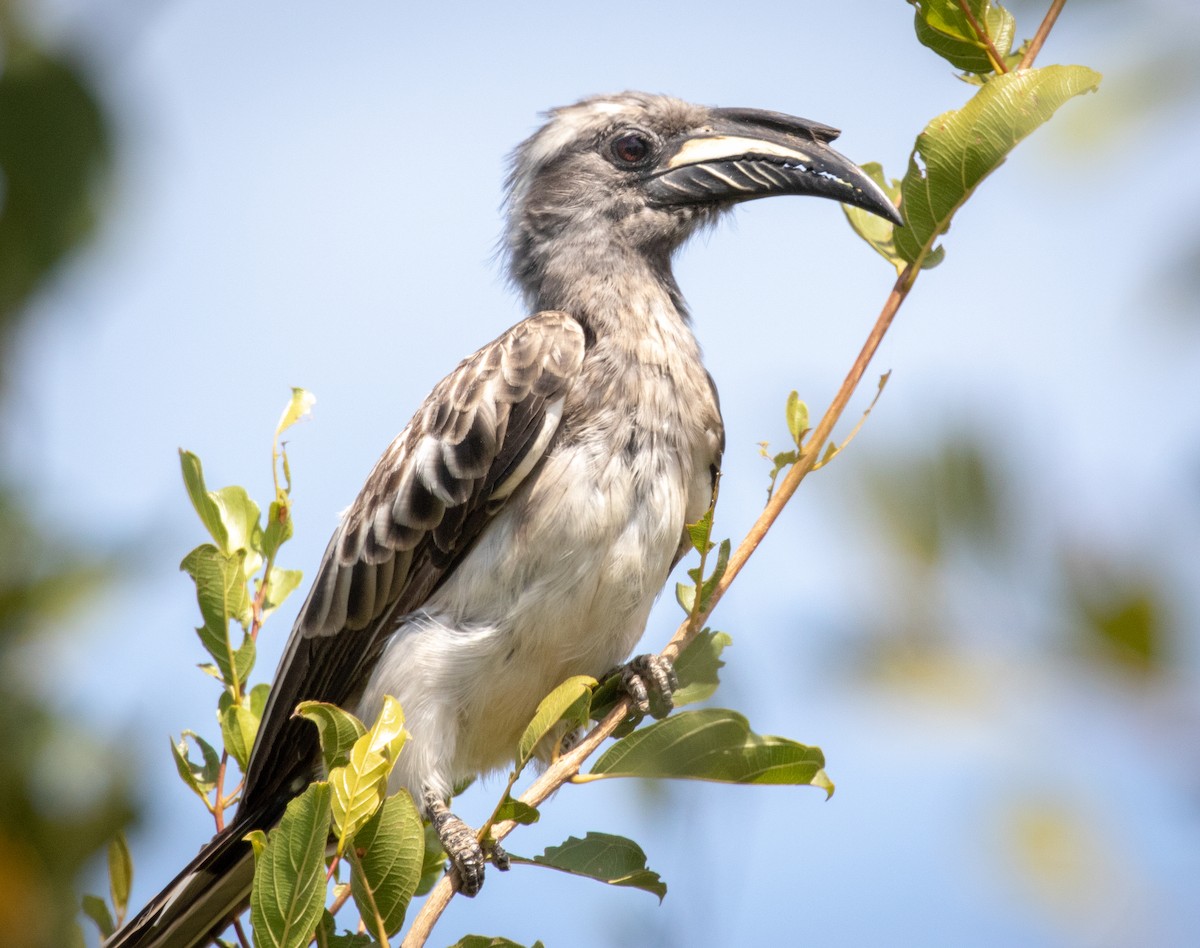 African Gray Hornbill - ML242727031