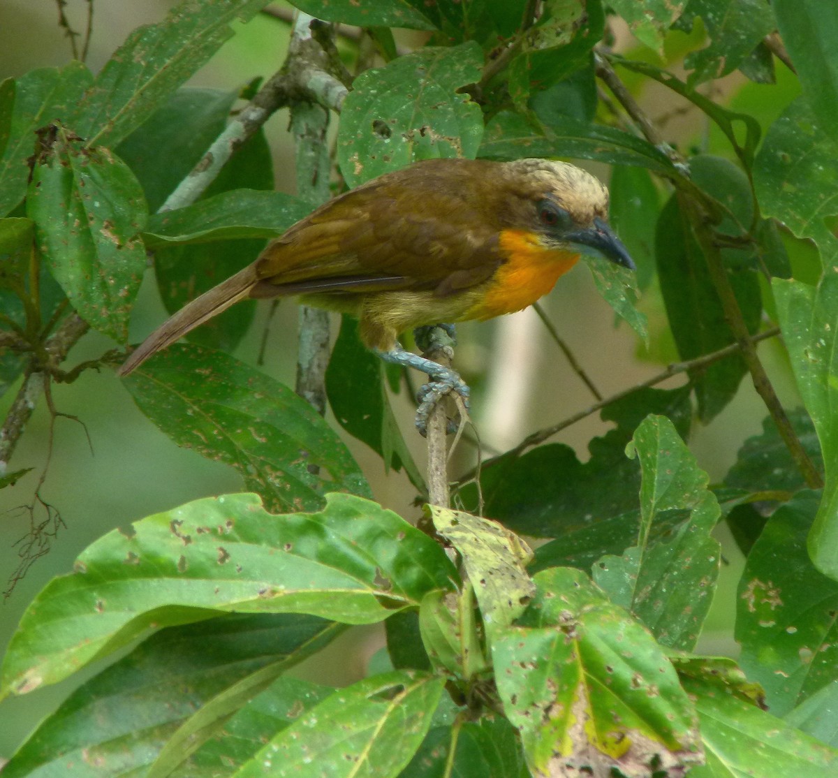 Scarlet-crowned Barbet - Otto Valerio   Amazonas Birding