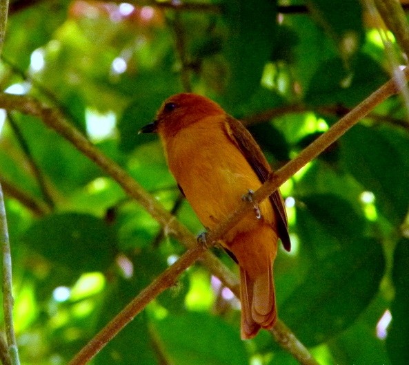 Cinnamon Attila - Otto Valerio   Amazonas Birding