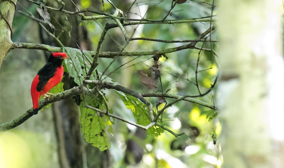 Black-necked Red-Cotinga - Daniel López-Velasco | Ornis Birding Expeditions