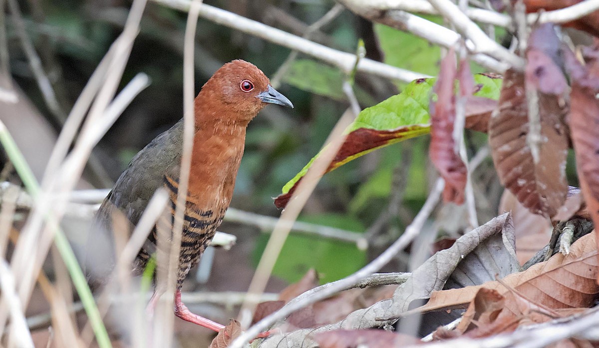 Black-banded Crake - ML242729391