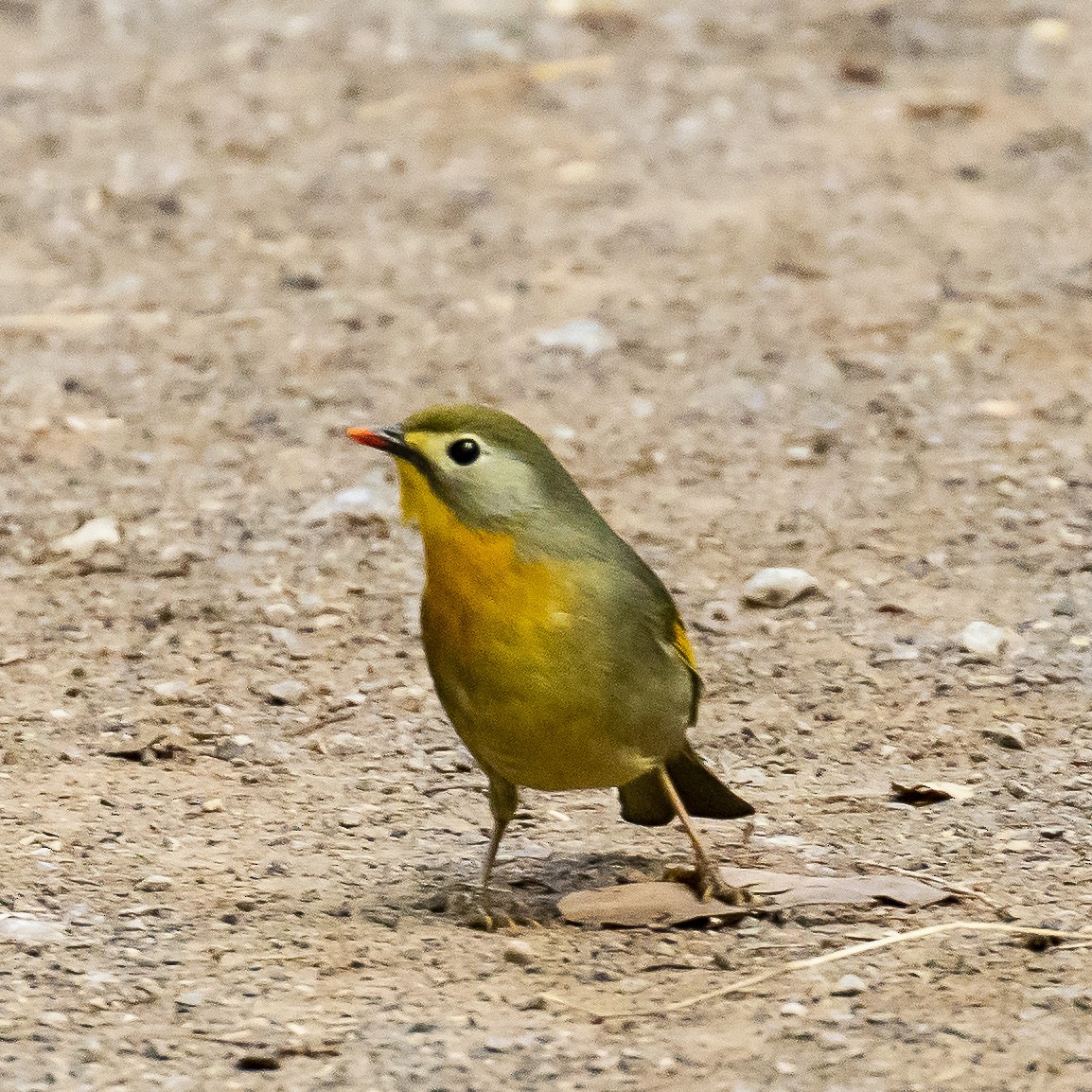 Red-billed Leiothrix - ML242729491