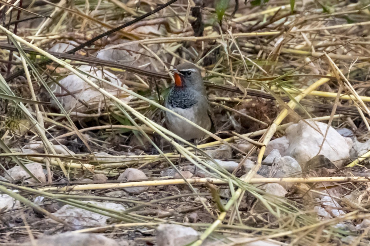 Himalayan Rubythroat - ML242729641
