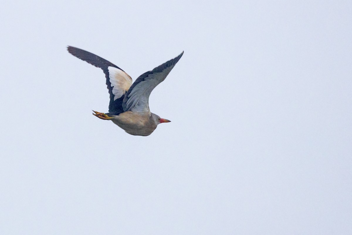 Little Bittern - ML242729771