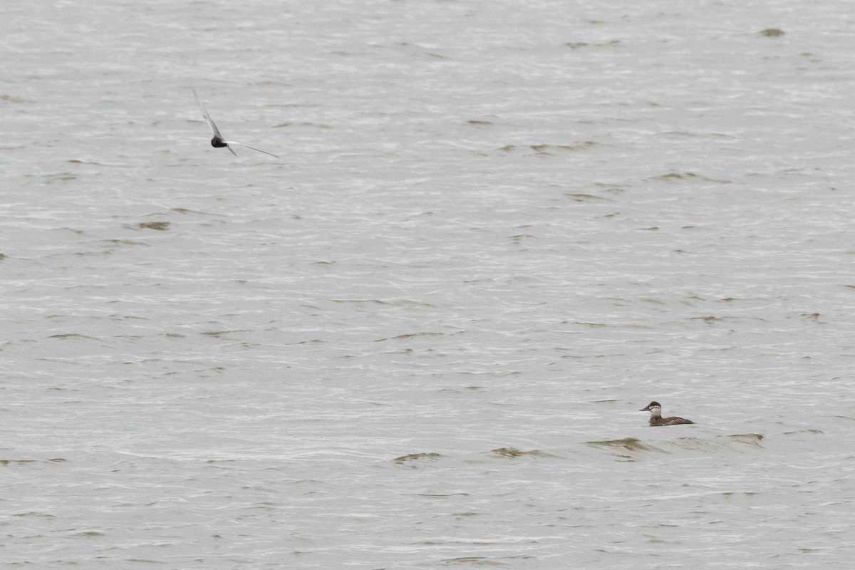 Ruddy Duck - ML242730951