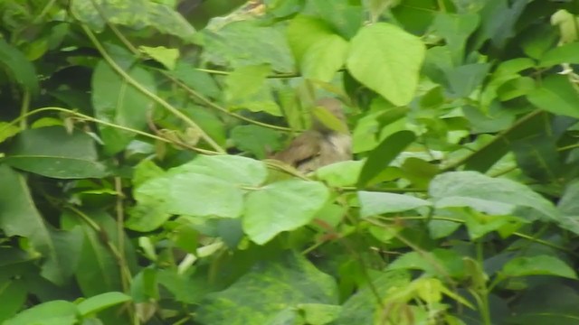 Thick-billed Warbler - ML242731791