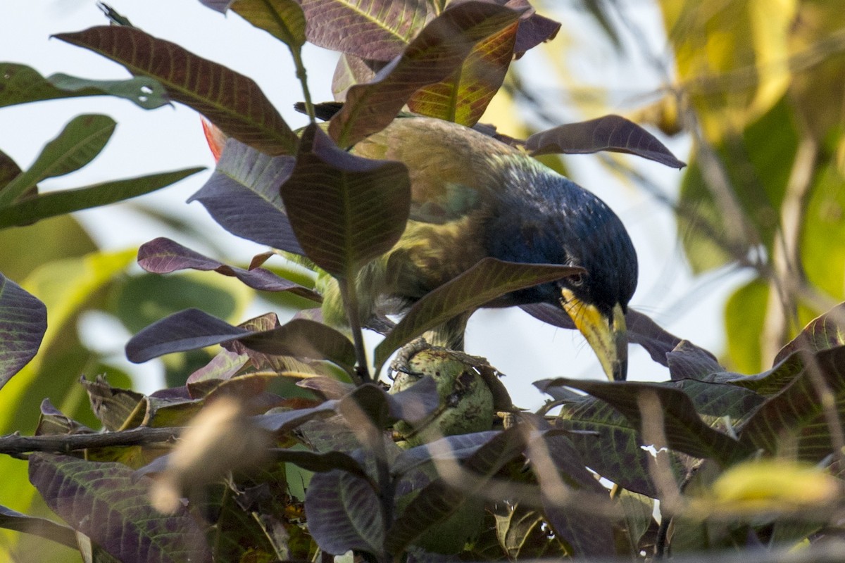 Great Barbet - ML242731911