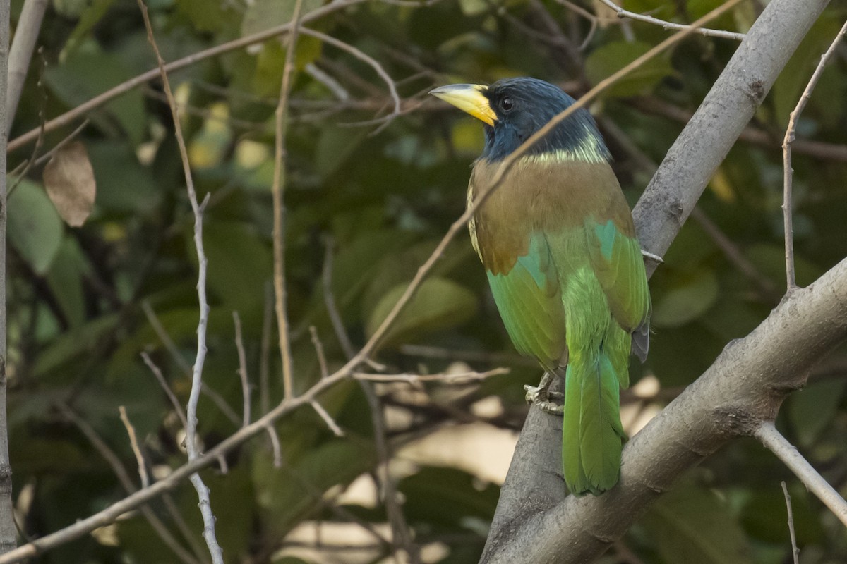 Great Barbet - ML242731921