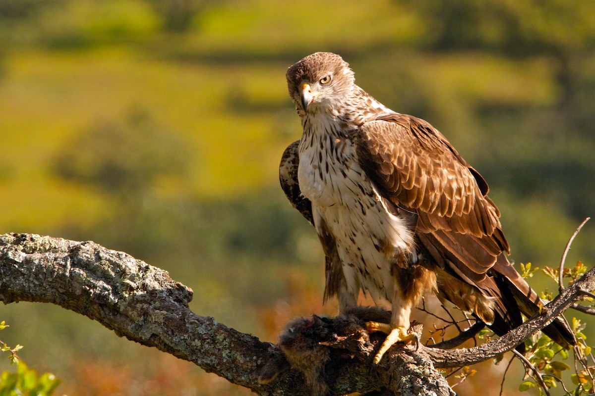 Águila Perdicera - ML242732261