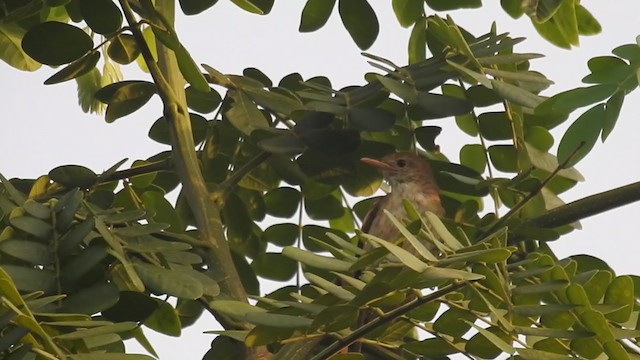 Thick-billed Warbler - ML242732561