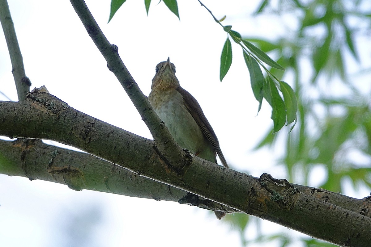 Veery - Anonymous