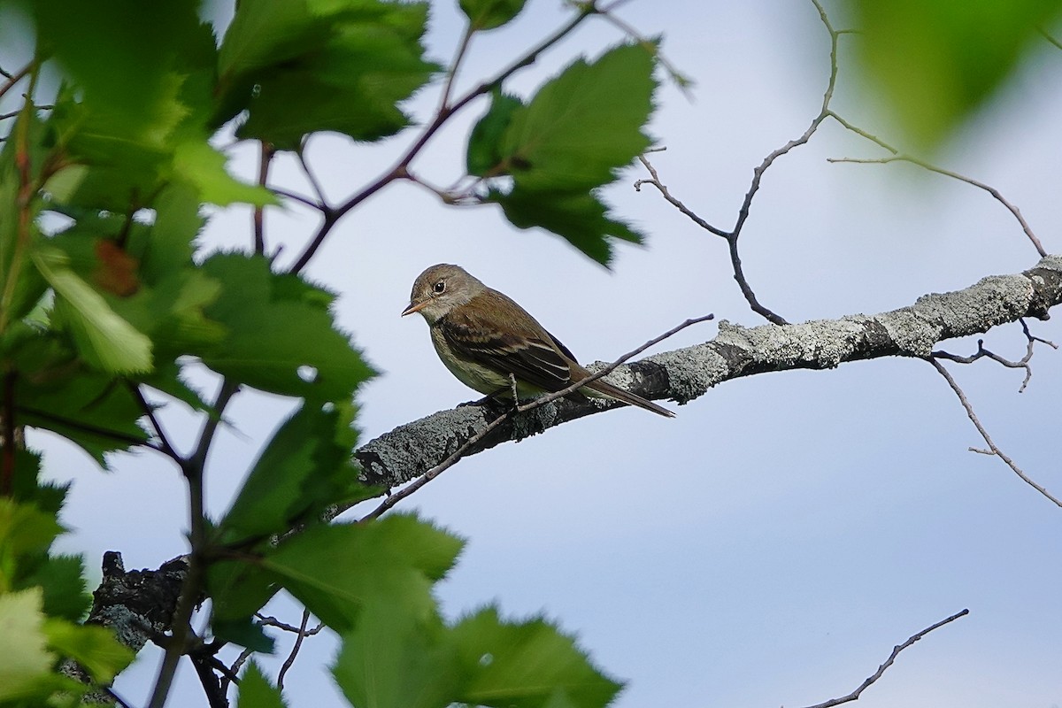 Weidenschnäppertyrann - ML242732941