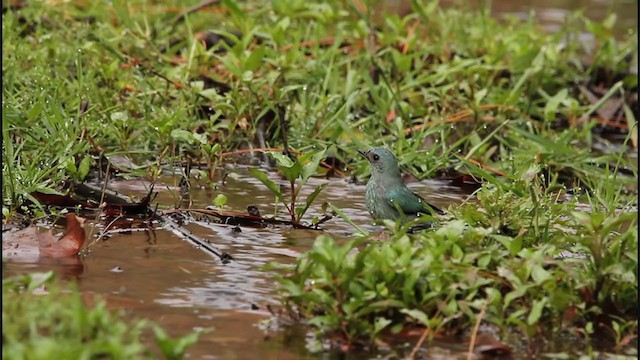 ロクショウヒタキ - ML242733131