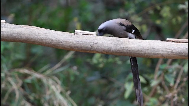 Gray Treepie - ML242733271