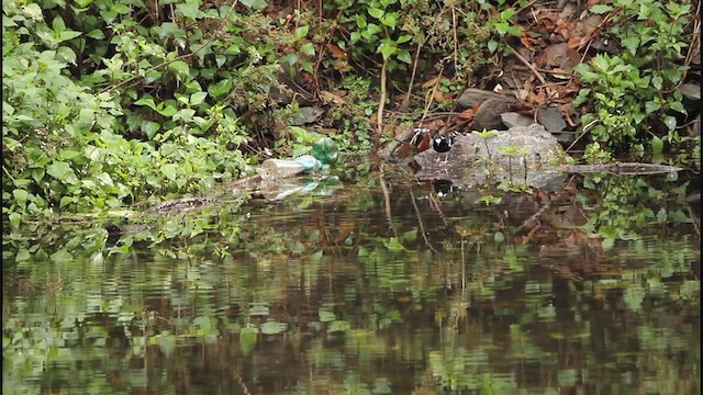 Spotted Forktail - ML242733571