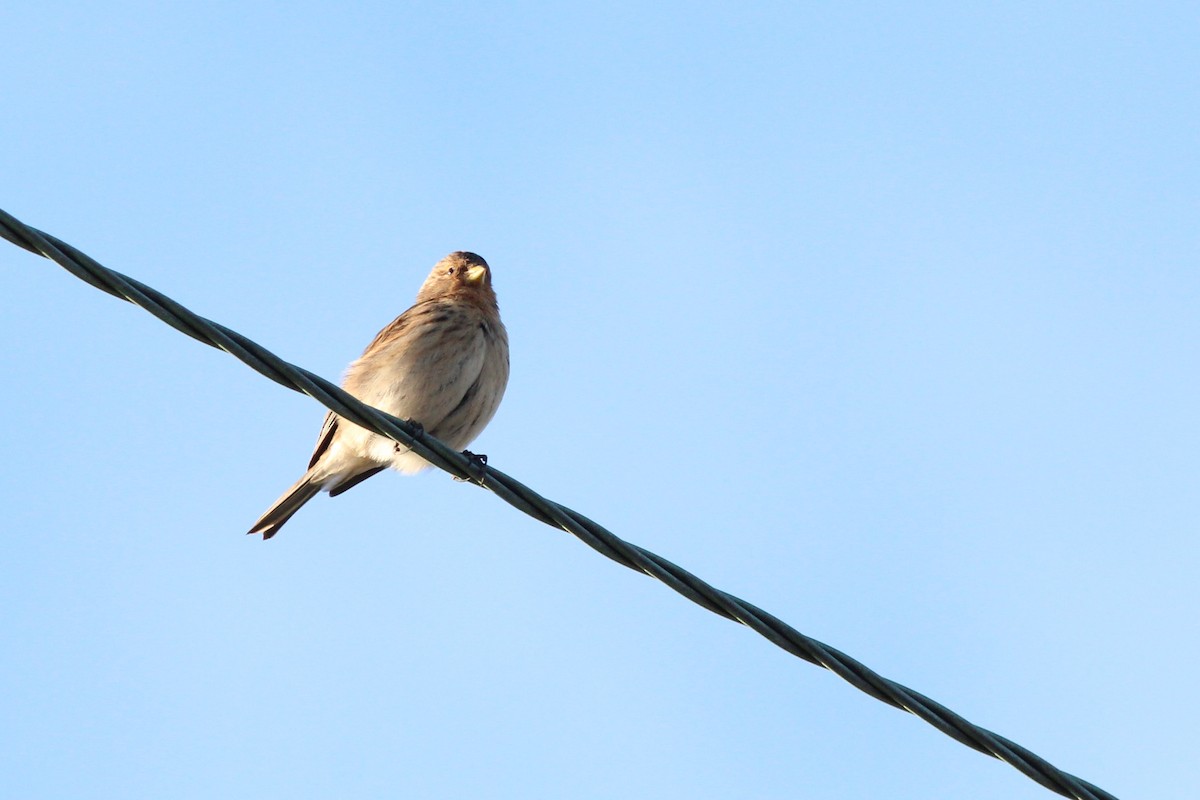 Twite - Nárgila Moura