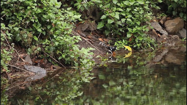 Spotted Forktail - ML242734231