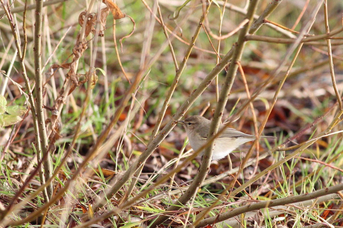 嘰喳柳鶯(tristis) - ML242734291