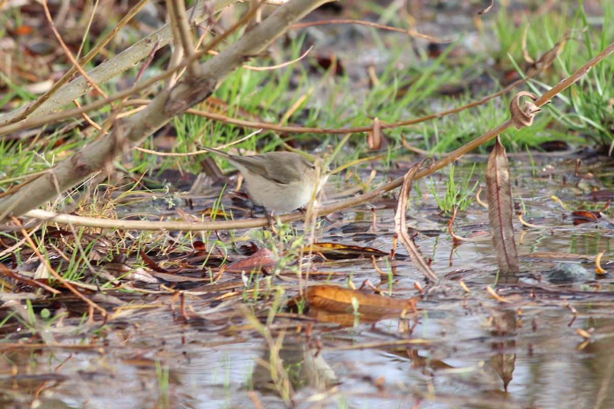 嘰喳柳鶯(tristis) - ML242734331