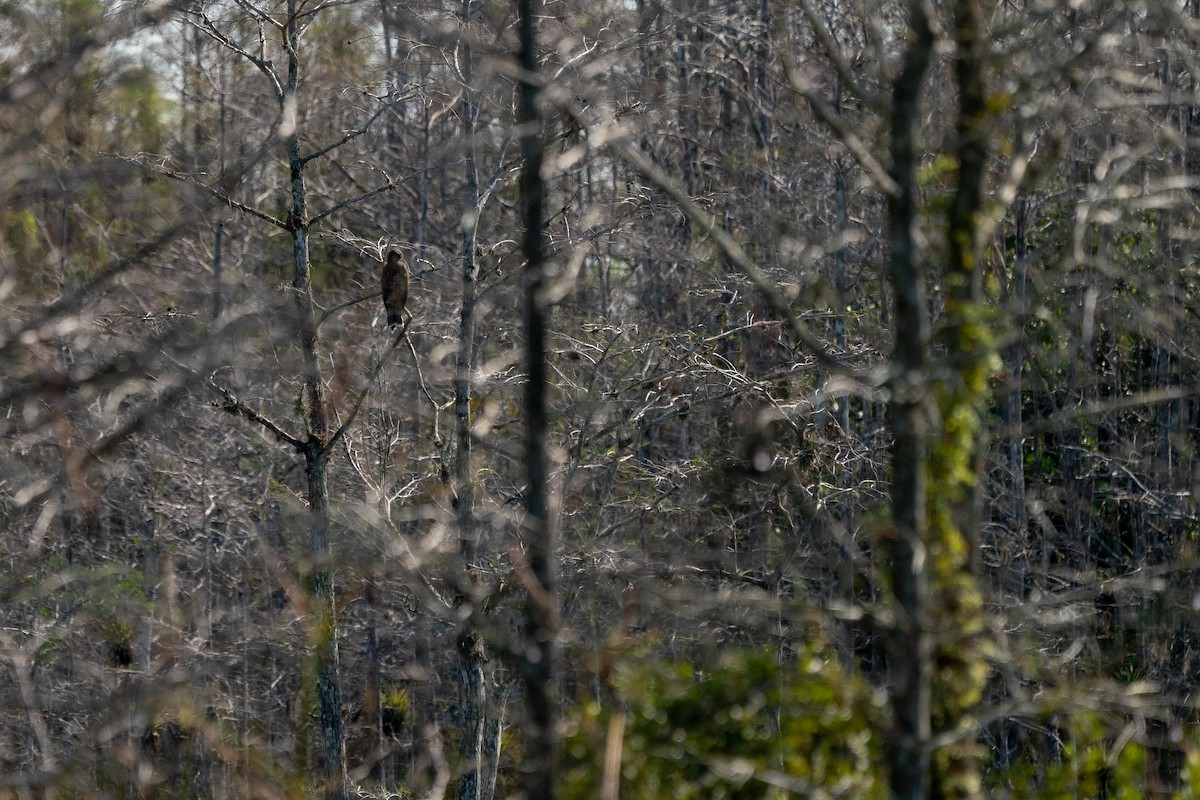 Snail Kite - ML242735311