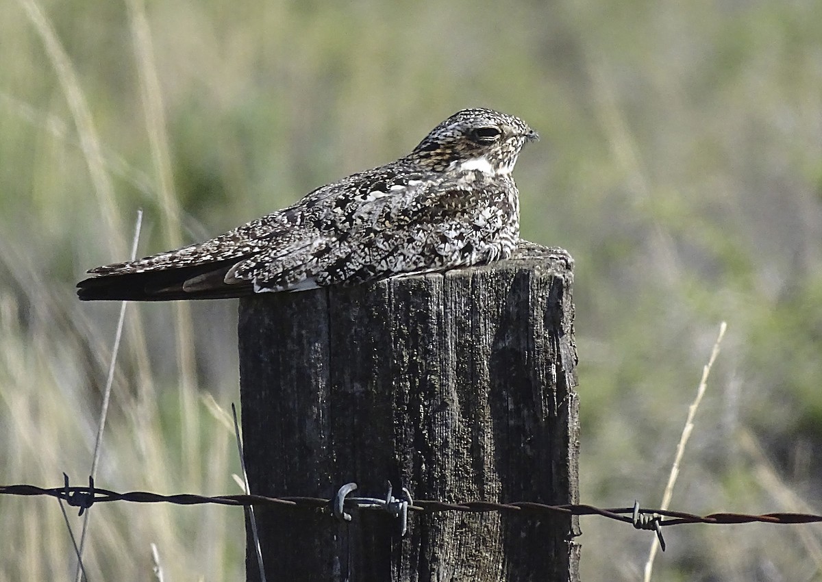 Common Nighthawk - ML242736761