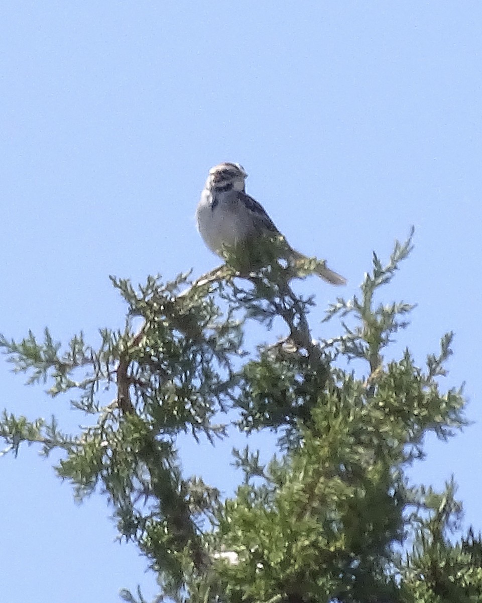 Lark Sparrow - ML242736801