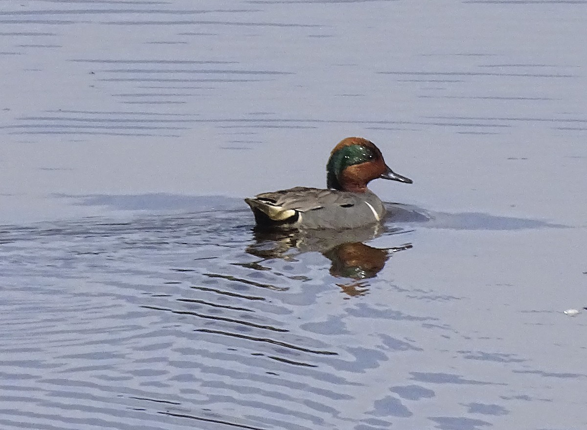 Green-winged Teal - ML242737151