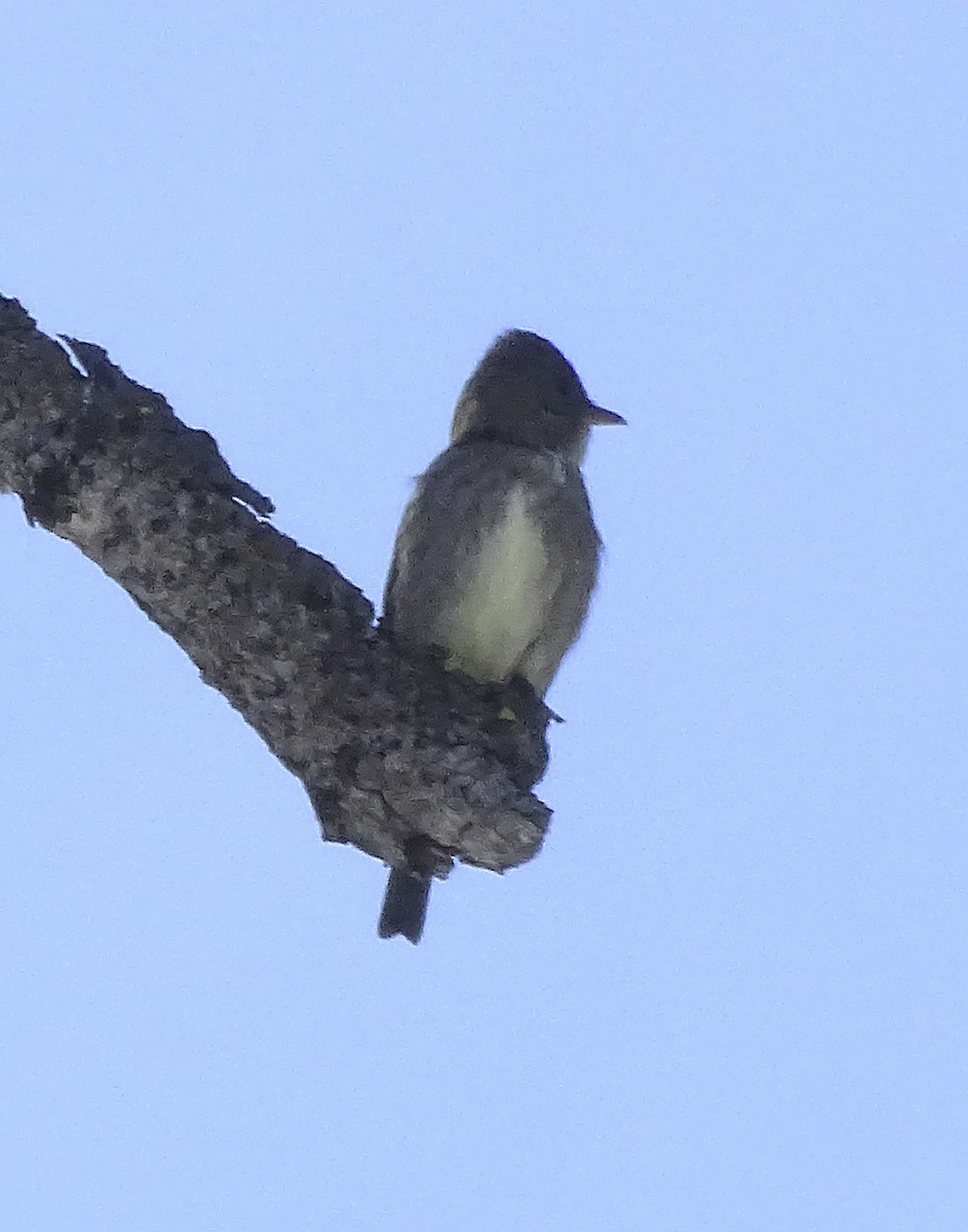 Olive-sided Flycatcher - ML242737181