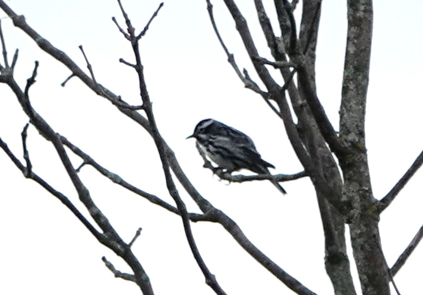 Black-and-white Warbler - ML242737201
