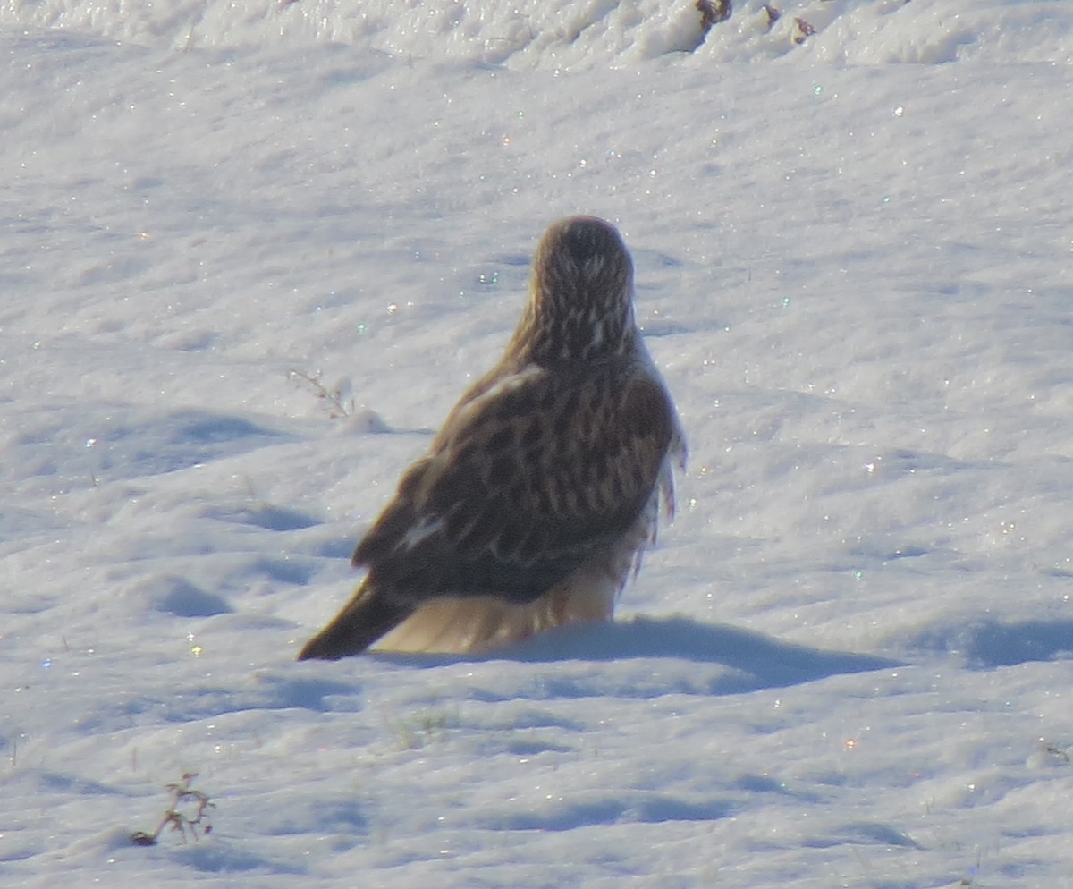 Königsbussard - ML24273771