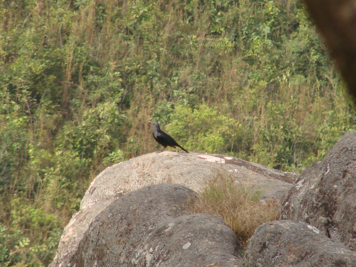 Neumann's Starling - Gabriel  Couroussé