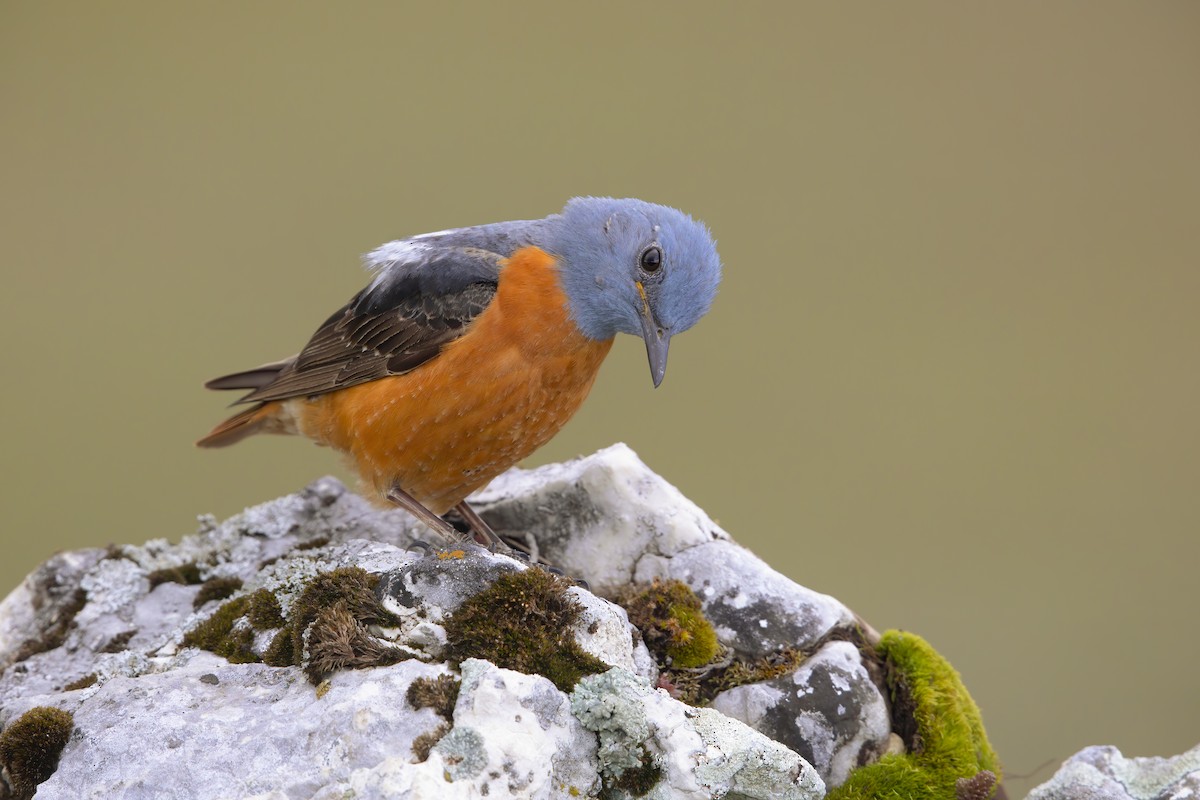 Rufous-tailed Rock-Thrush - Marco Valentini