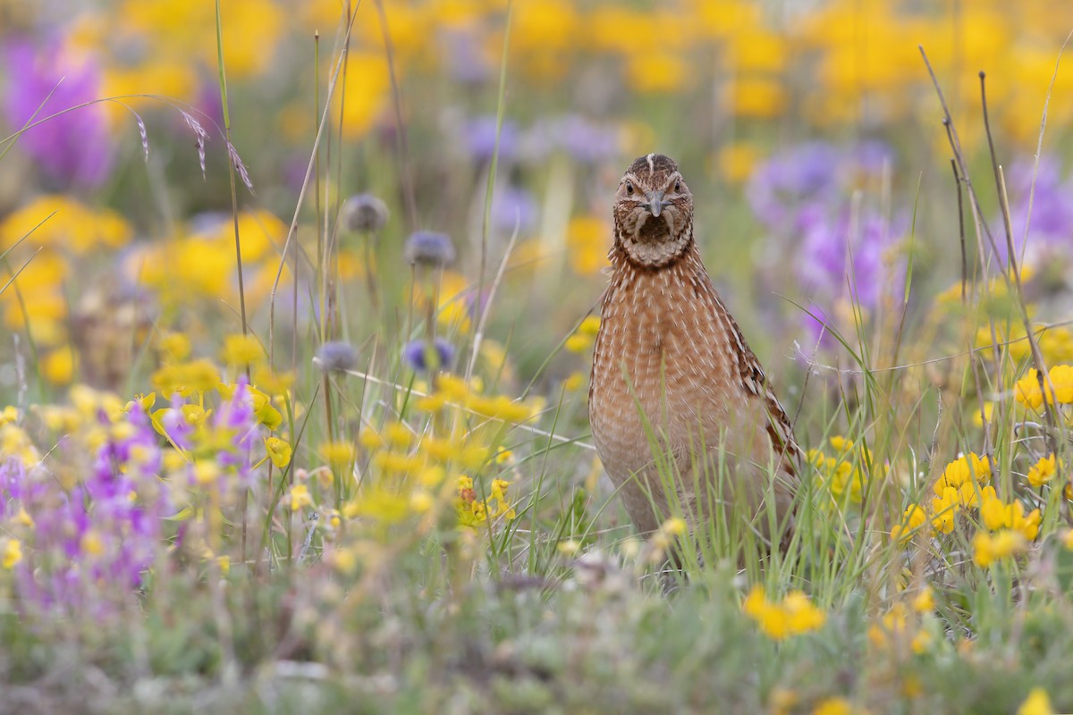 Common Quail - ML242738451