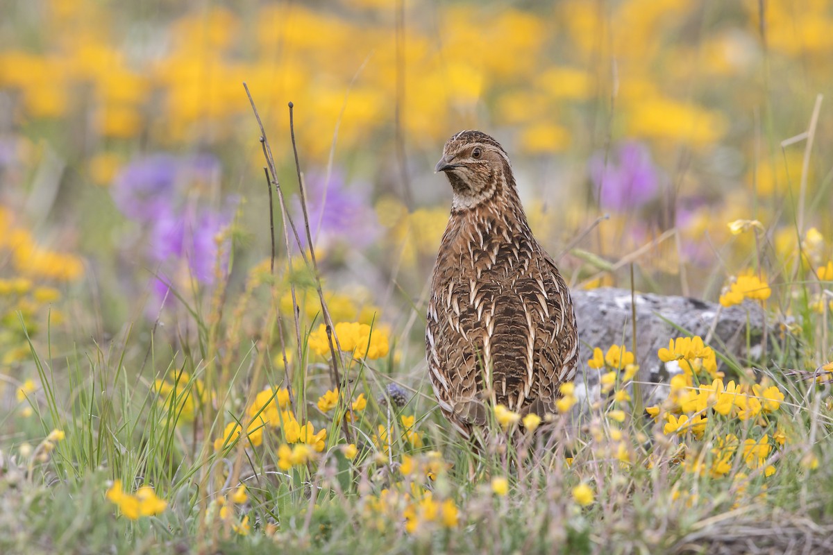 Common Quail - ML242738481