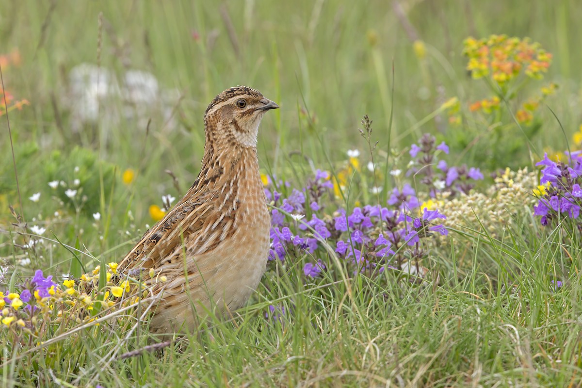 Common Quail - ML242738501