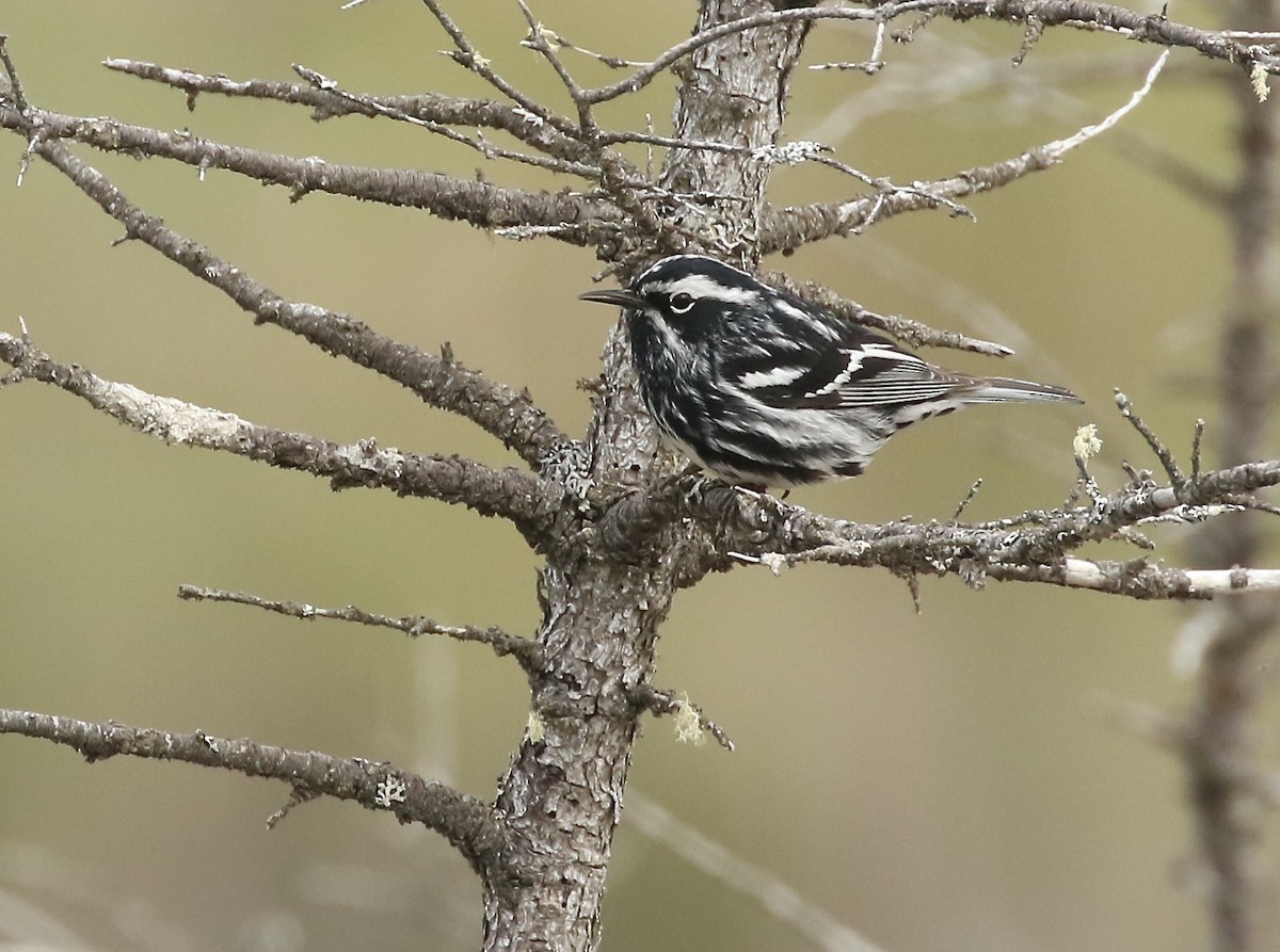 Black-and-white Warbler - Denise  McIsaac