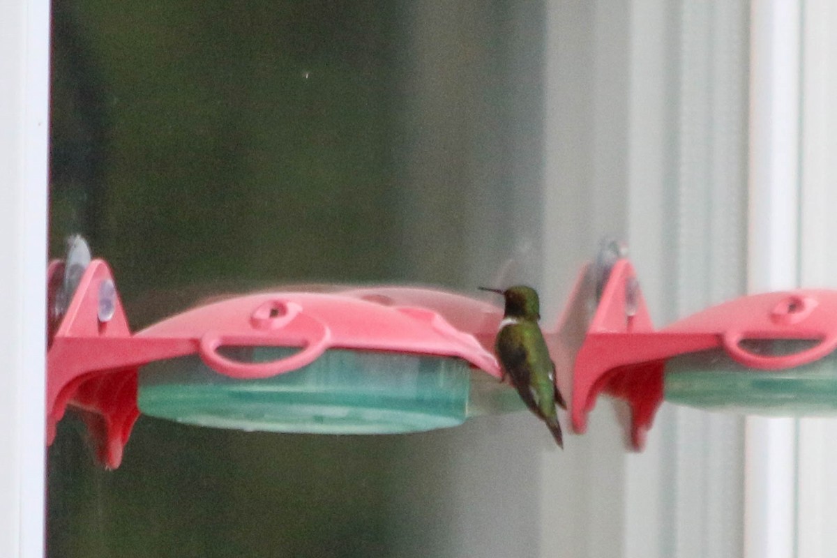 Ruby-throated Hummingbird - ML242746361