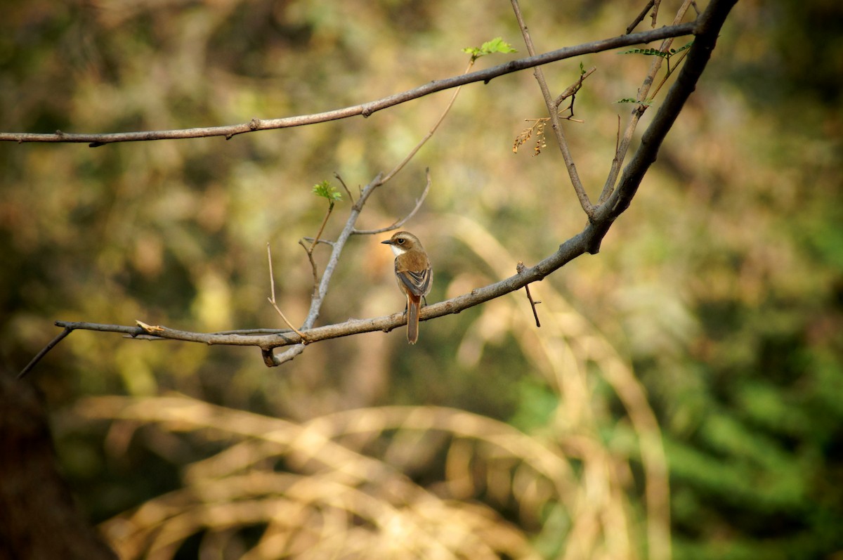 Gray Bushchat - ML24274651