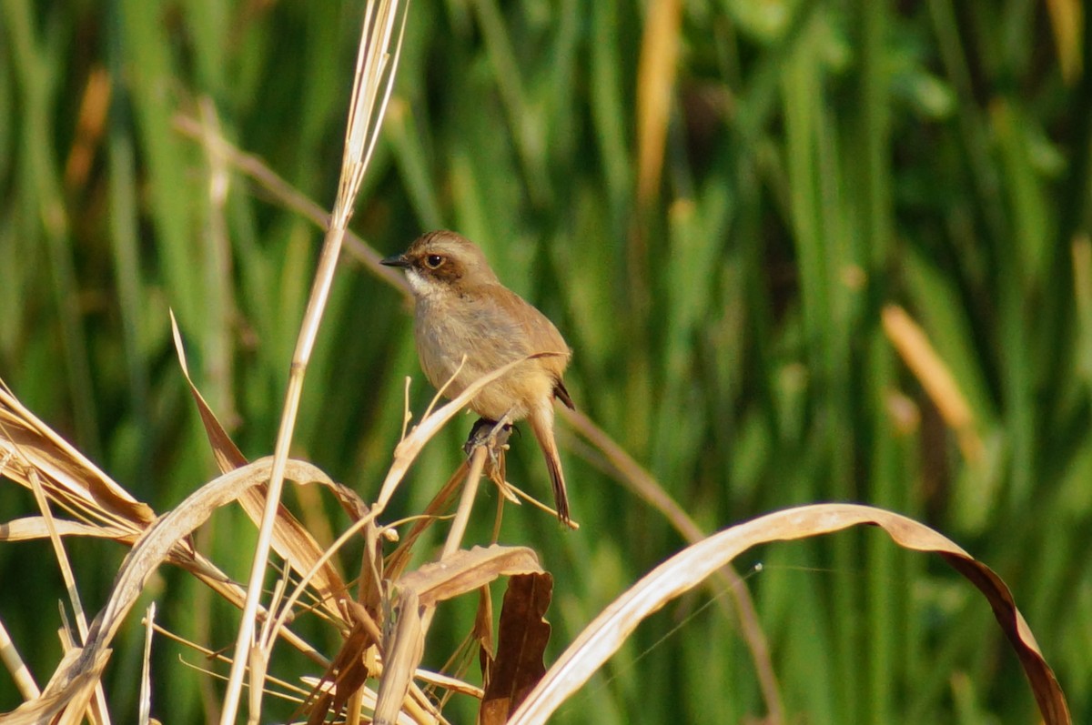 Gray Bushchat - ML24274661